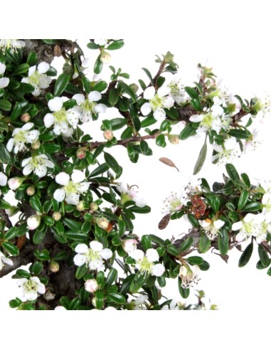 Cotoneaster Cotoneaster