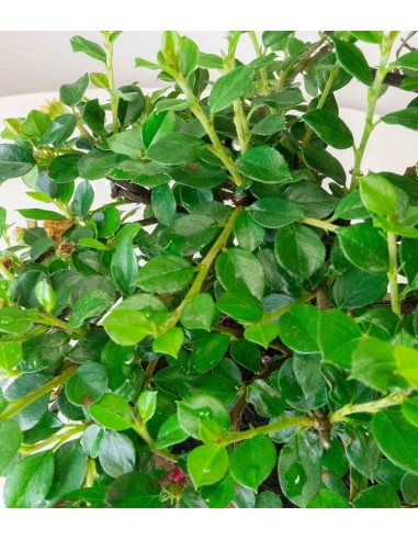Cotoneaster Cotoneaster