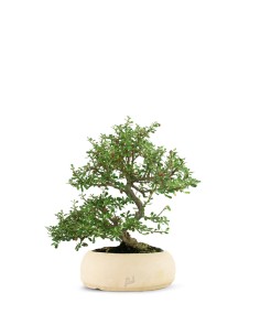 Cotoneaster microphylla