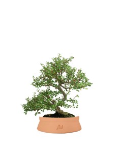 Cotoneaster microphylla 2