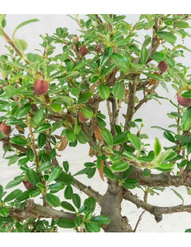 Cotoneaster microphylla Cotoneaster microphylla