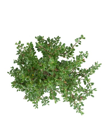 Cotoneaster microphylla Cotoneaster microphylla