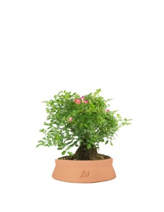 Bonsai Rosa canina 9 anni