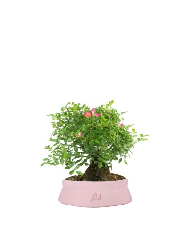 Bonsai Rosa canina 7 anni