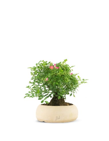 Bonsai Rosa canina 7 anni