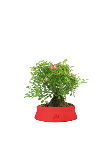 Bonsai Rosa canina 7 anni