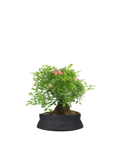 Bonsai Rosa canina 7 anni