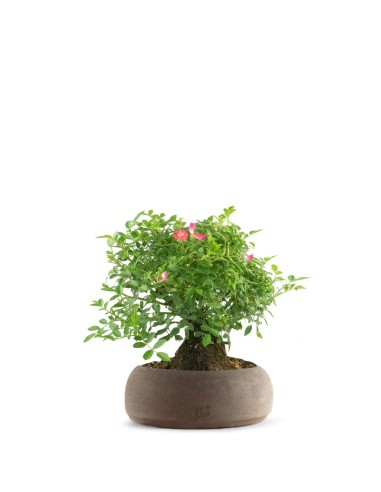 Bonsai Rosa canina 7 anni