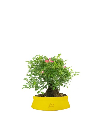 Bonsai Rosa canina 7 anni