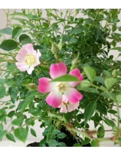 Bonsai Rosa canina 9 anni 2
