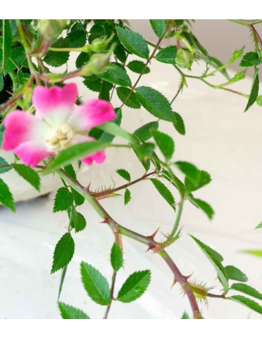 Bonsai Rosa canina 7 anni