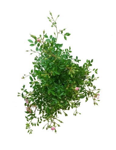 Bonsai Rosa canina 7 anni