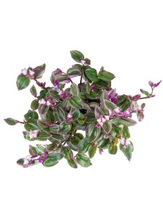 Tradescantia Nanouk in Basket 2