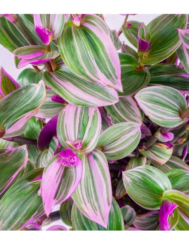 Tradescantia Nanouk in Basket