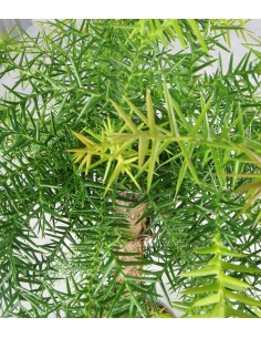 Araucaria 2