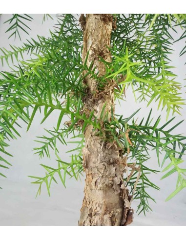 Araucaria Araucaria