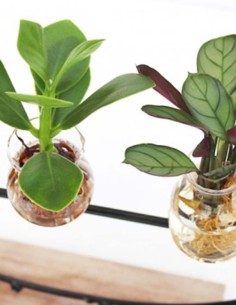 Mix piante verdi in ferro 2