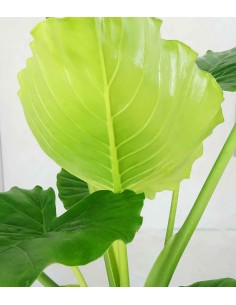 Alocasia gageana california 2