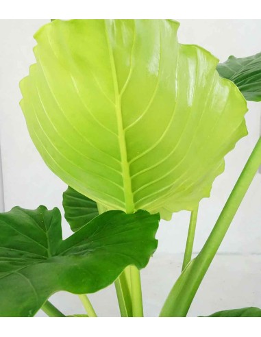 Alocasia gageana california