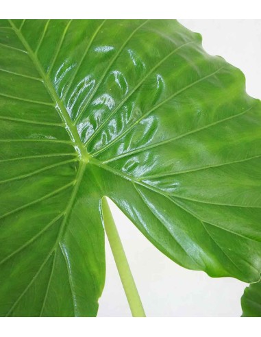 Alocasia gageana california