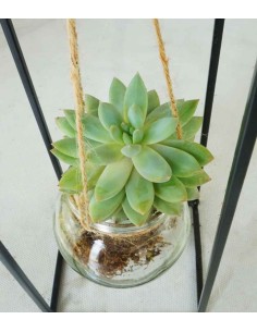 Composizione Succulente in... 2