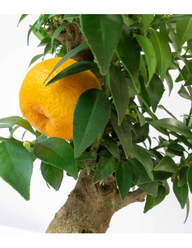 Citrus Myrtifolia Bonsai 15 anni