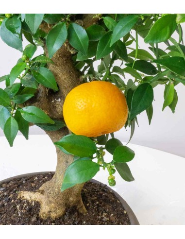 Citrus Myrtifolia Bonsai 15 anni