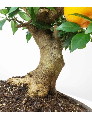Citrus Myrtifolia Bonsai 15 anni