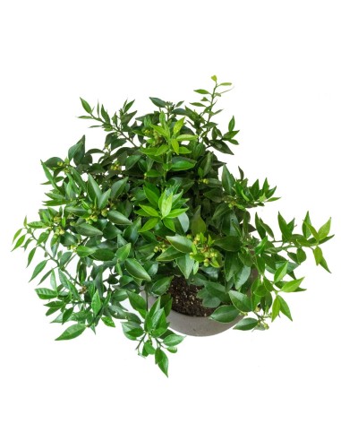 Citrus Myrtifolia Bonsai 15 anni