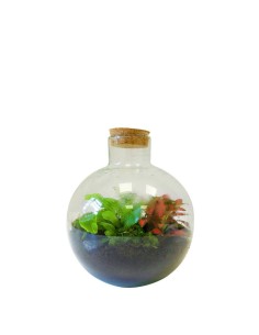 Terrarium in vetro sfera...