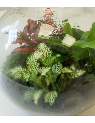 Terrarium in vetro sfera con fittonia Terrarium in vetro sfera con fittonia