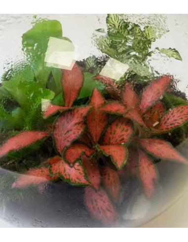 Terrarium in vetro sfera con fittonia Terrarium in vetro sfera con fittonia