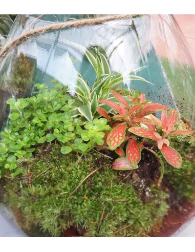 Mix piante in terrario con fittonia
