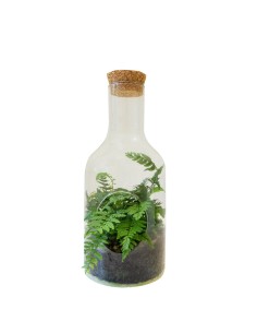 Terrarium in bottiglia con...