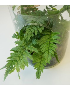 Terrarium in bottiglia con... 2