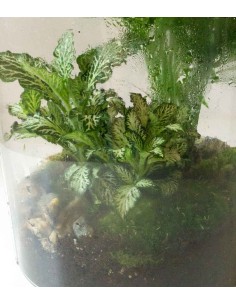 Terrario in vetro di design 2