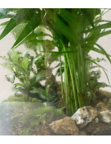 Terrario in vetro di design