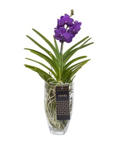 Orchidea Vanda in vaso di... 2
