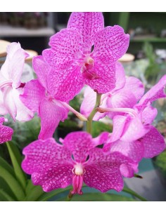 Orchidea Vanda in vaso di... 2