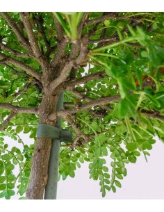 Zanthoxylum alberello 2