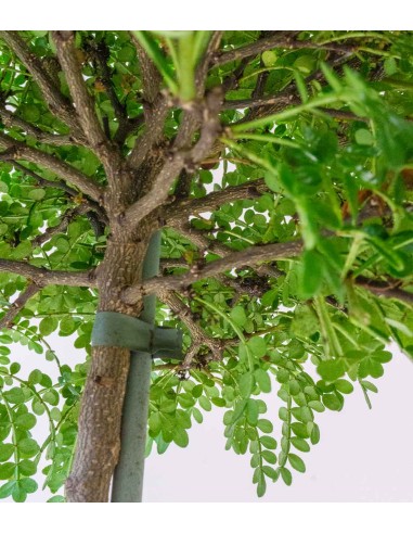 Zanthoxylum alberello