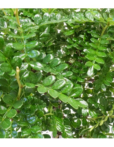 Zanthoxylum alberello