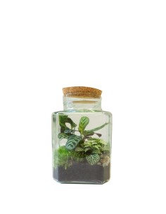 Terrarium mix con Calathea