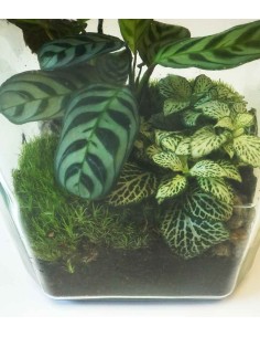 Terrarium mix con Calathea 2