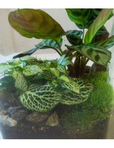 Terrarium mix con Calathea Terrarium mix con Calathea