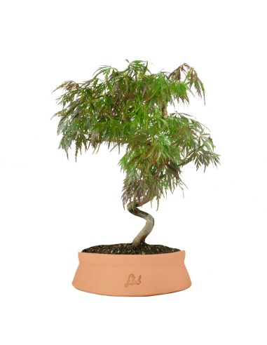 Acero palmato atropurpureum | bonsai...