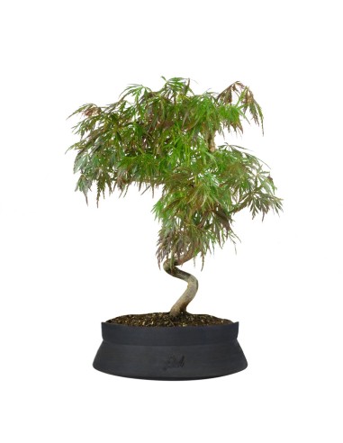 Acero palmato atropurpureum | bonsai...