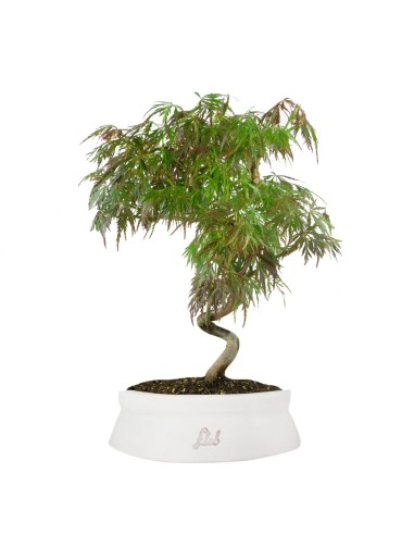 Acero palmato atropurpureum | bonsai...