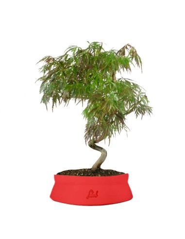 Acero palmato atropurpureum | bonsai...