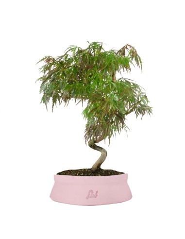 Acero palmato atropurpureum | bonsai...